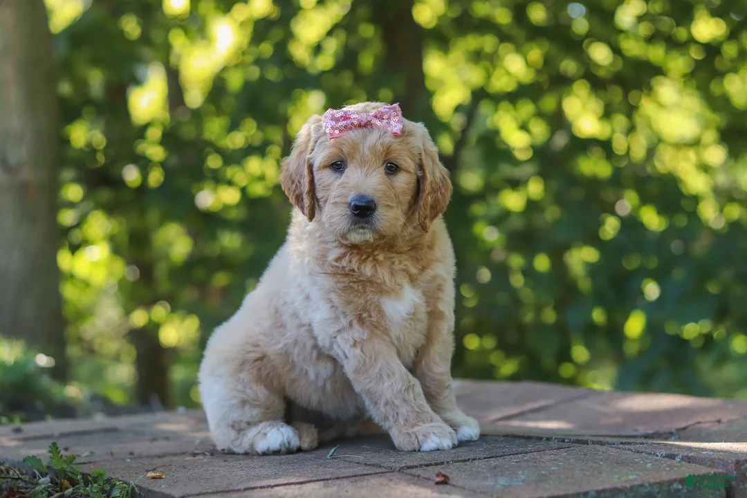 Mixed Breed dogs for sale: Jinger - Ad 2