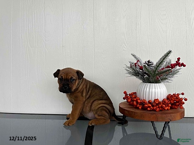 Mixed Breed dogs Mocha - Ad 2