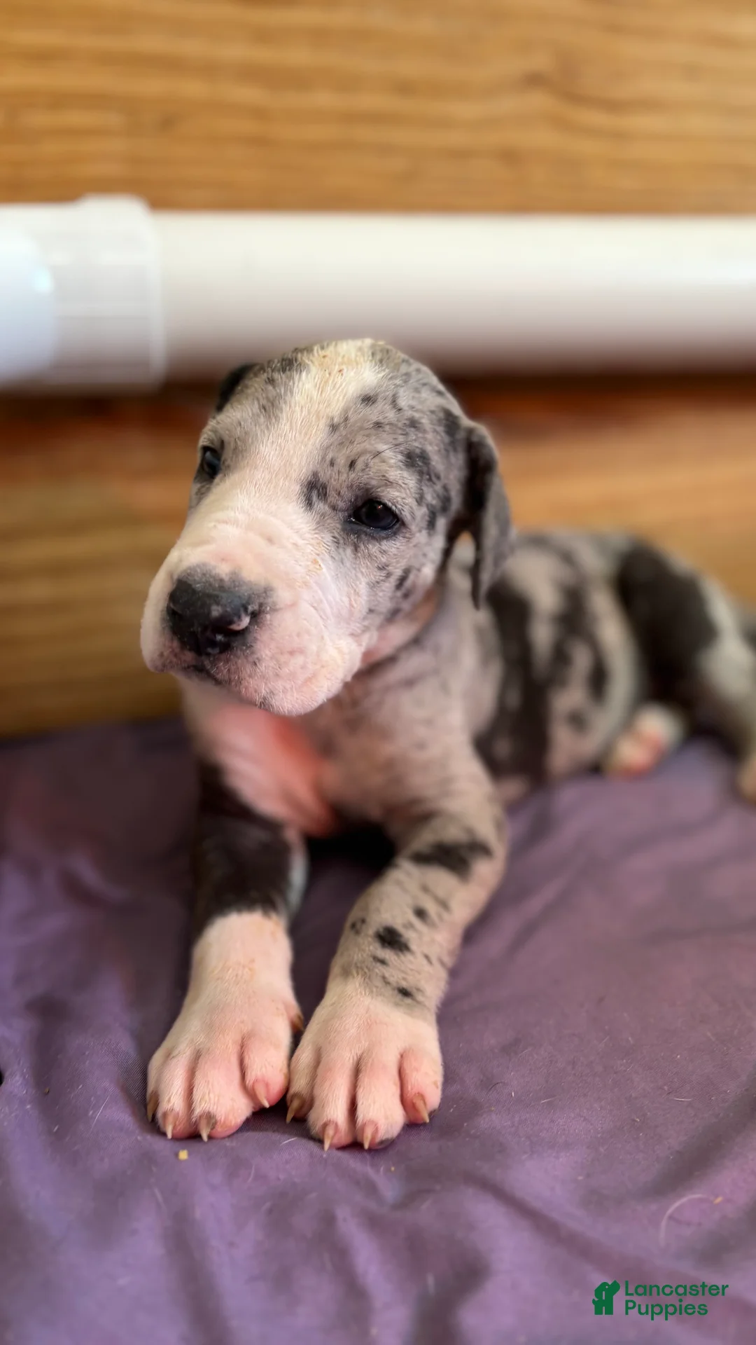 Great Dane dogs for sale: Wizard - Ad 2