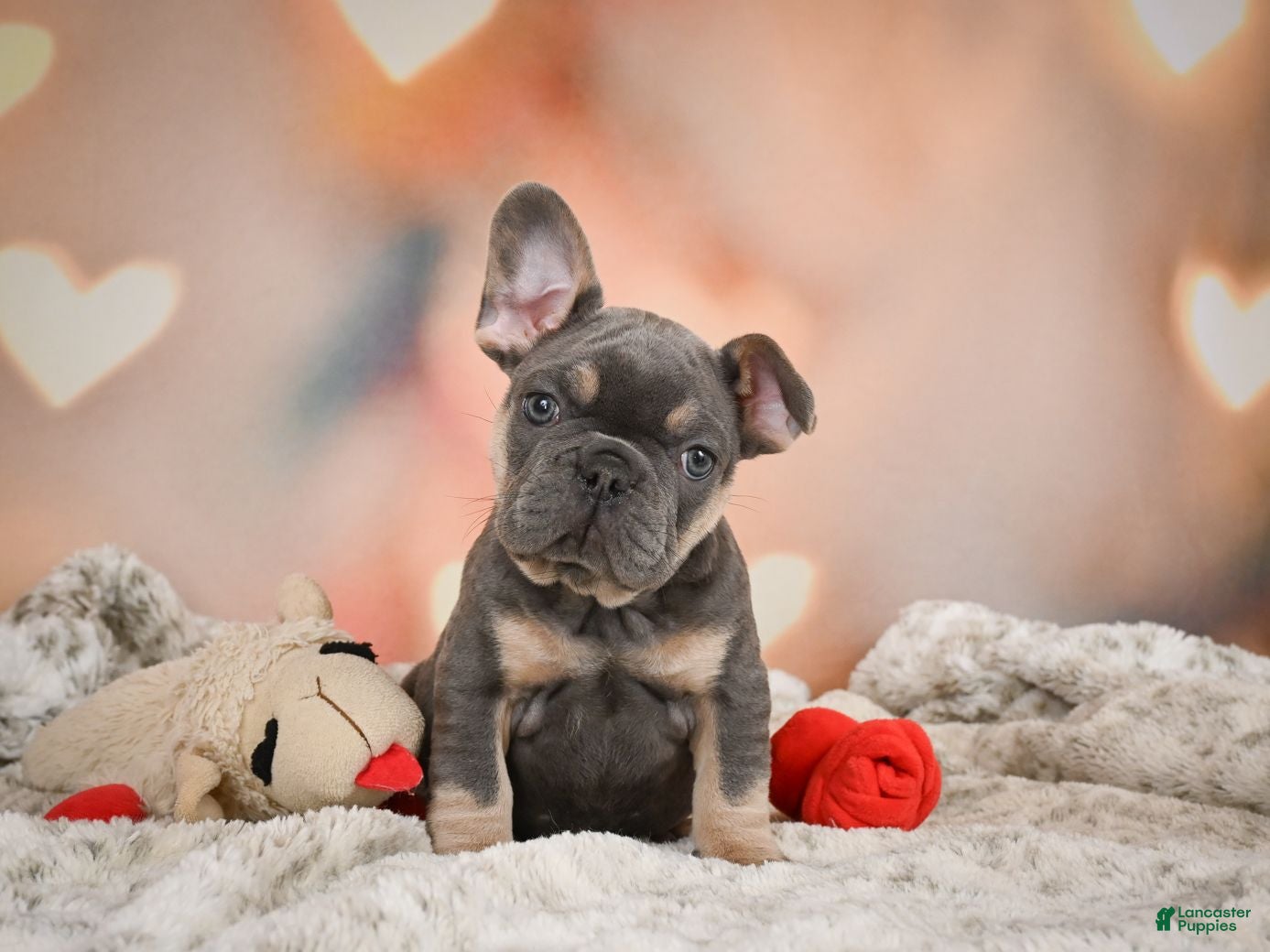 French Bulldog dogs Aaron - Ad 1
