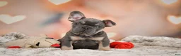 French Bulldog dogs for sale: Aaron - Ad 1
