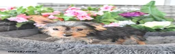 Yorkshire Terrier dogs for sale: Lorance - Ad 2