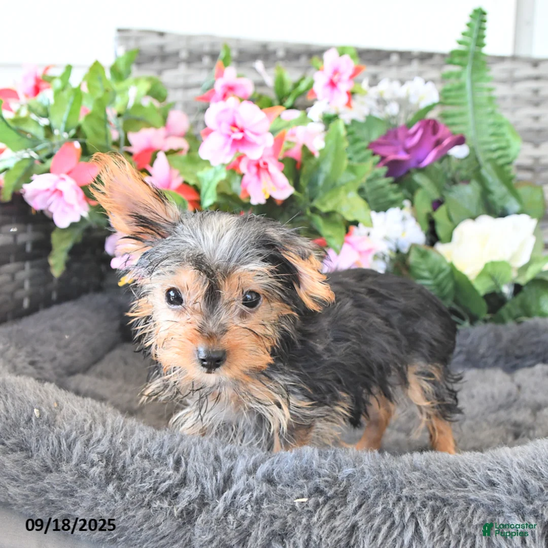 Yorkshire Terrier dogs for sale: Lorance - Ad 2