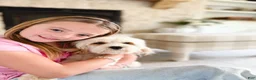 Cavapoochon dogs for sale: Cavapoochon 1 - Ad 13