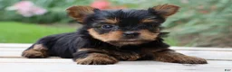 Yorkshire Terrier dogs for sale: Crema - Ad 2
