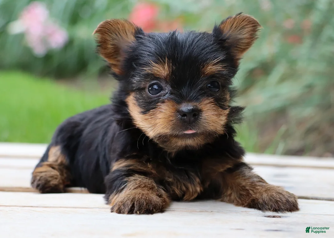Yorkshire Terrier dogs for sale: Crema - Ad 2