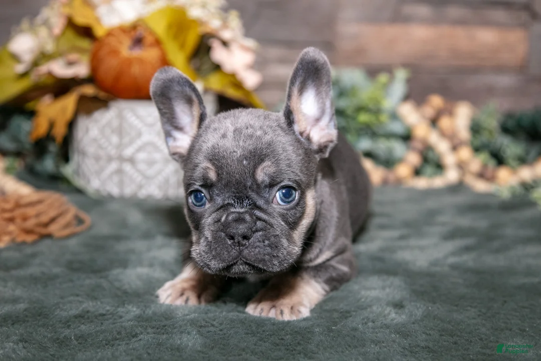 French Bulldog dogs for sale: Beans - Ad 2