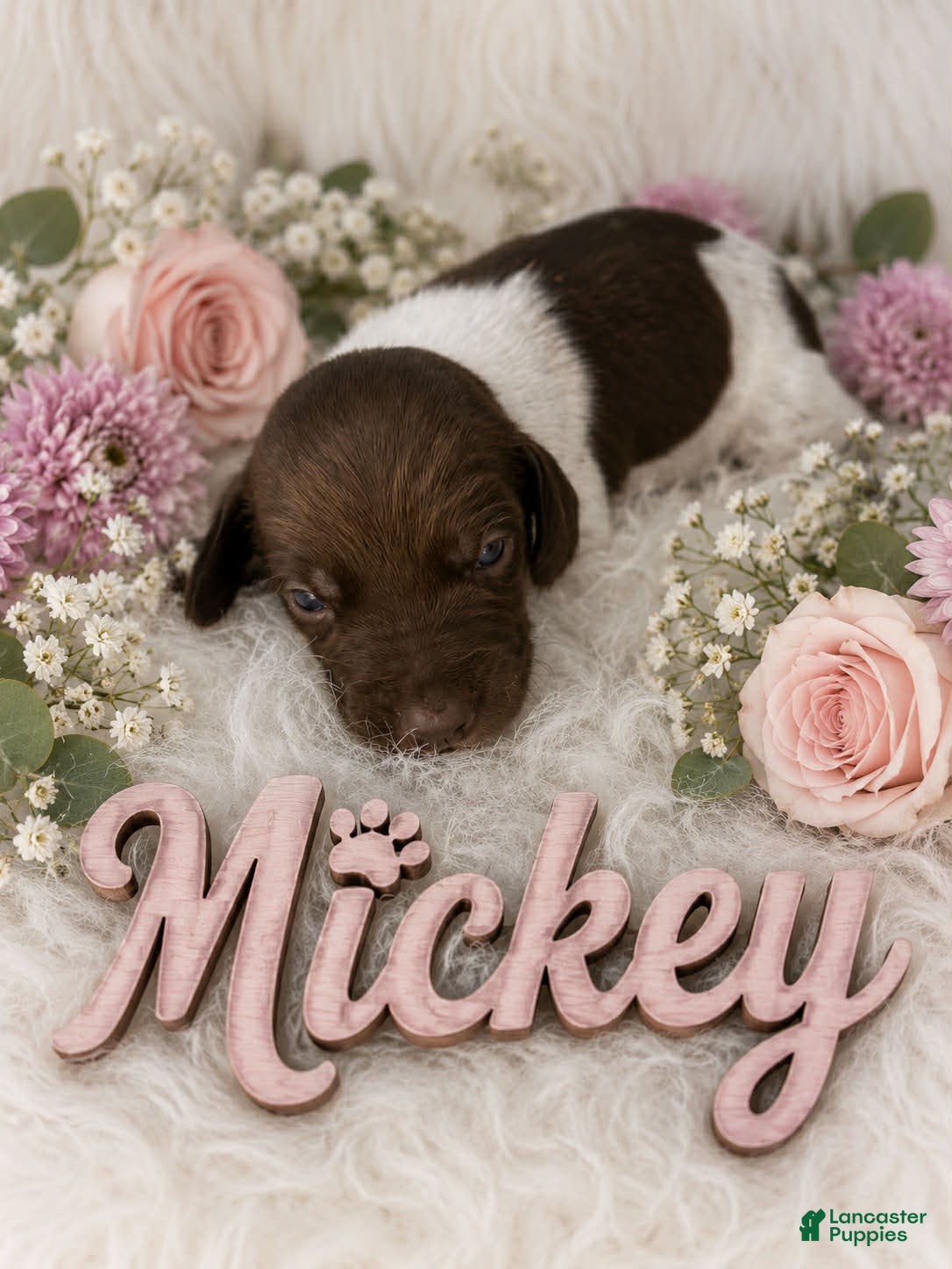 German Shorthaired Pointer dogs Mickey - Ad 10