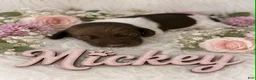 German Shorthaired Pointer dogs for sale: Mickey - Ad 1