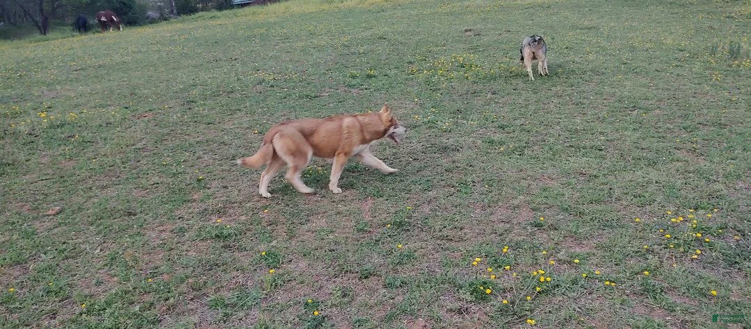 Siberian Husky dogs for sale: Roxie  - Ad 2