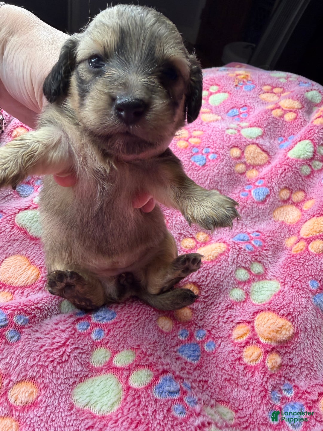 Miniature Dachshund dogs for sale: Cream - Ad 46