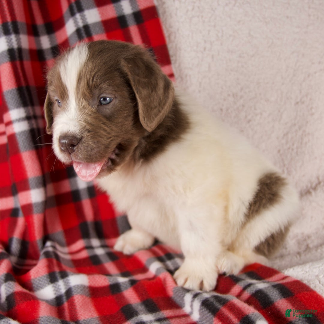 Newfoundland dogs for sale: Finley - Ad 4