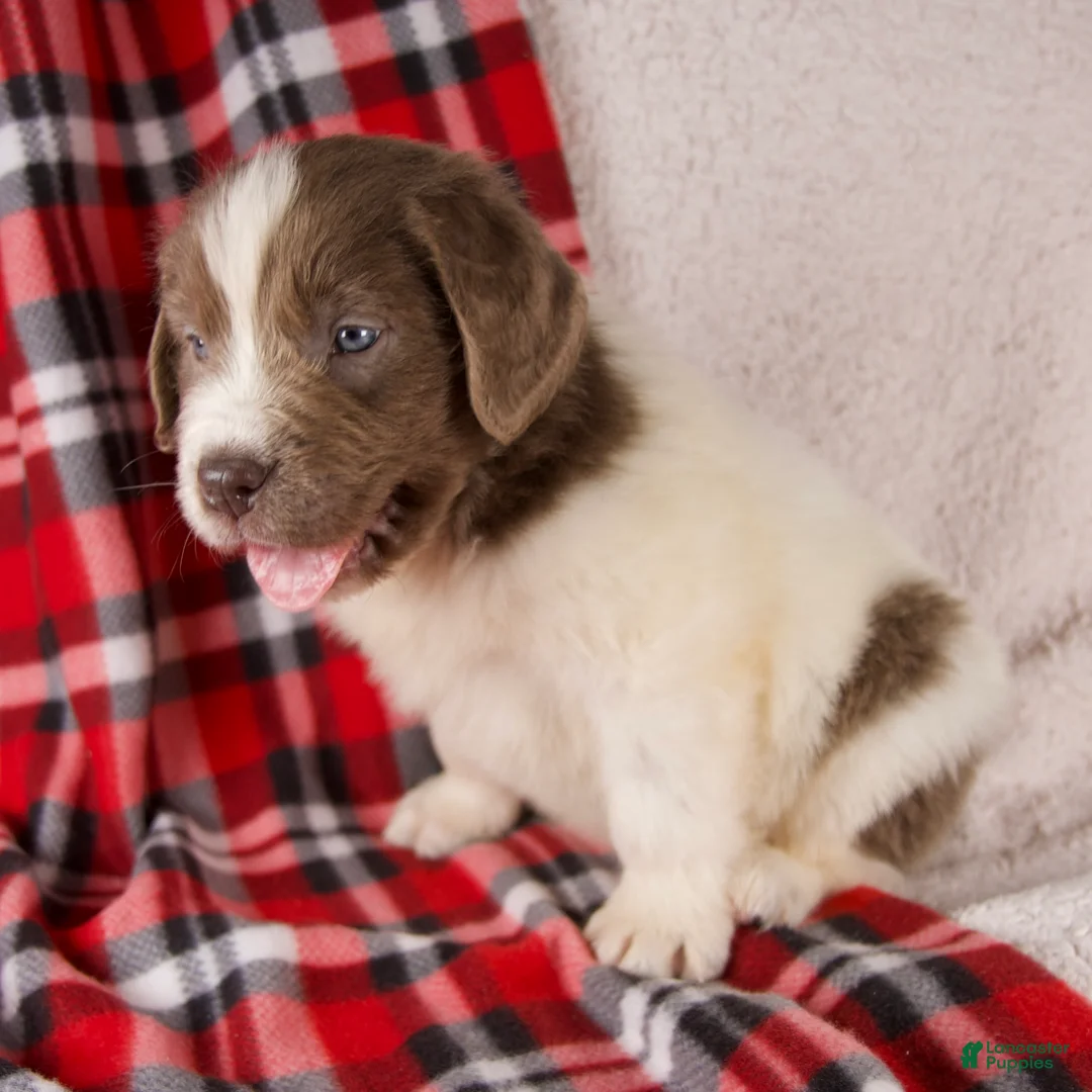 Newfoundland dogs for sale: Finley - Ad 4