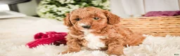 Miniature Poodle dogs for sale: Josie - Ad 3