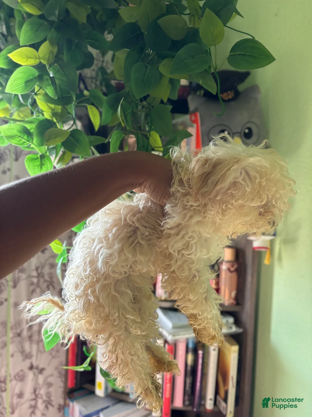 Maltipoo dogs for sale: Noodle - Ad 5