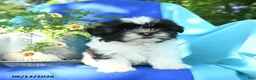 Shih Tzu dogs for sale: Cuttie - Ad 4
