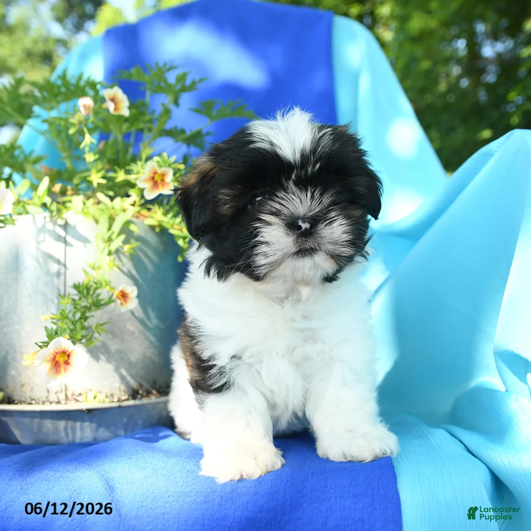 Shih Tzu dogs for sale: Cuttie - Ad 4