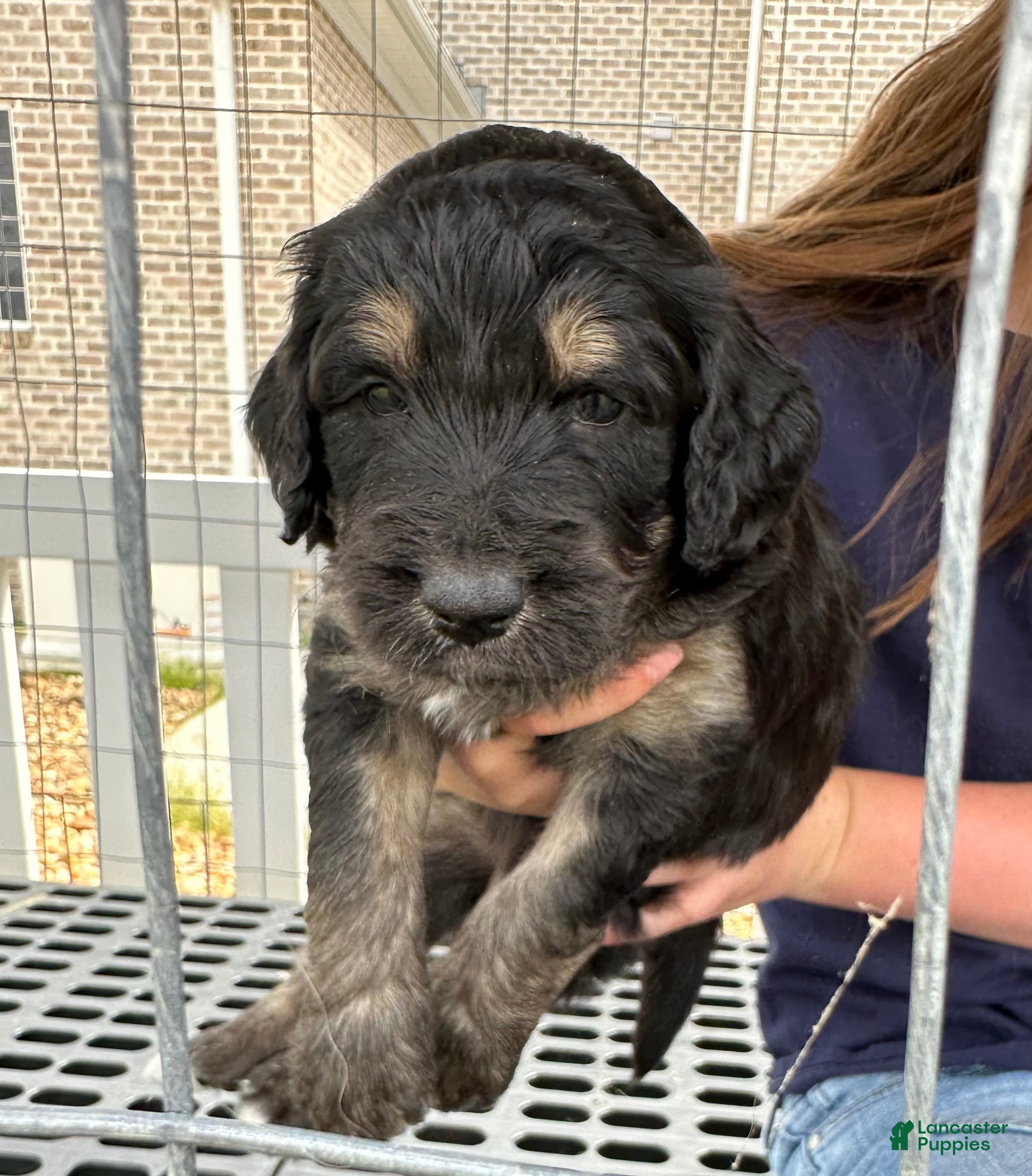 Aussiedoodle dogs Aussiedoodle Puppy 5 - Ad 3