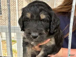 Aussiedoodle dogs Aussiedoodle Puppy 5 - Ad 3