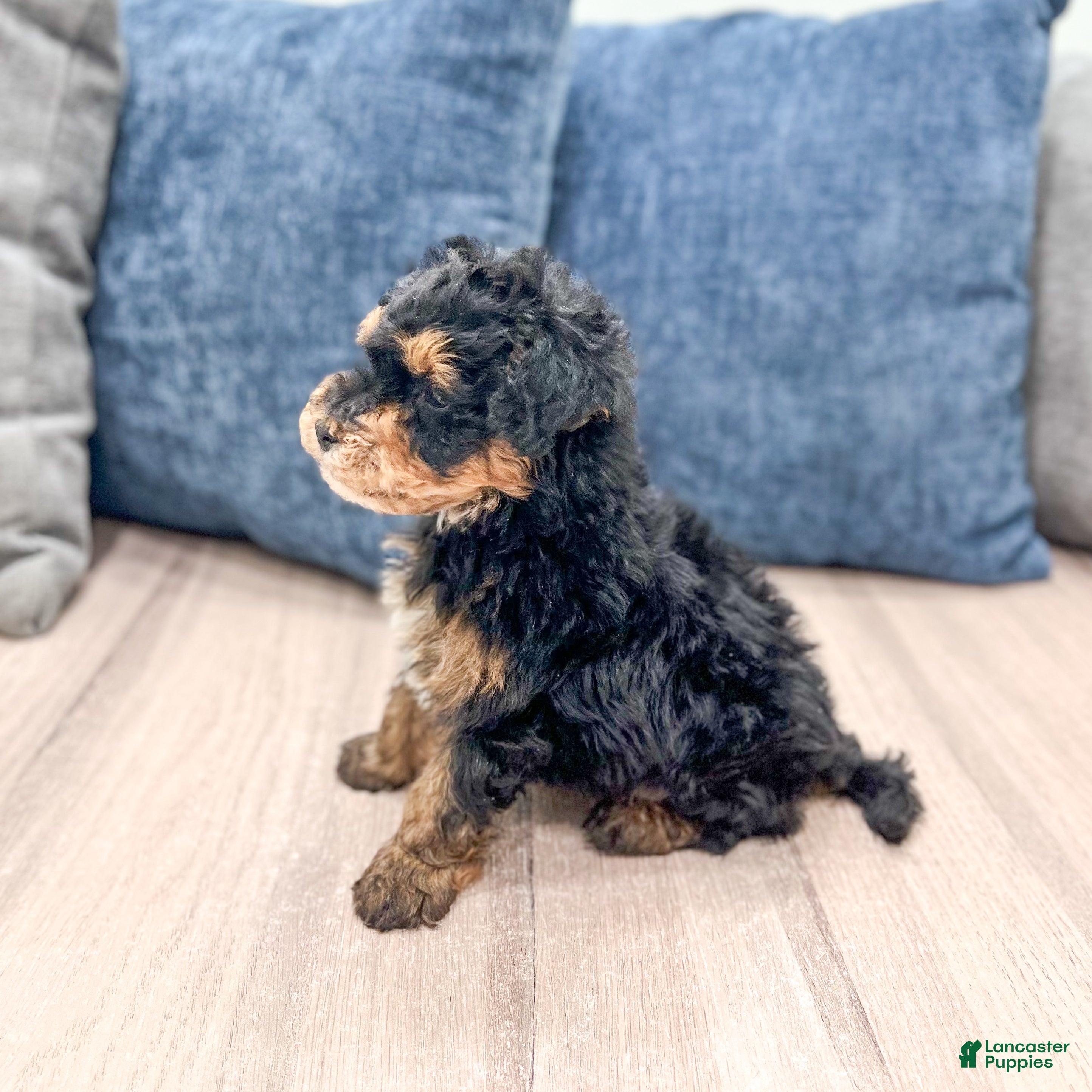 Mini Bernedoodle dogs for sale: Champ - Ad 5