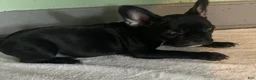 French Bulldog dogs for sale: NATALIA - Ad 3