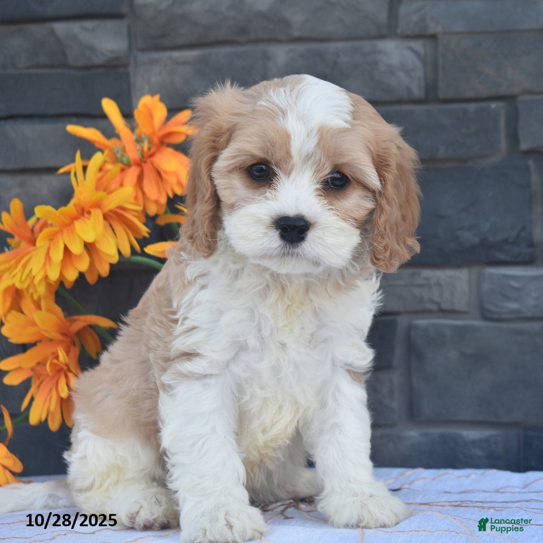 Cavapoo dogs for sale: Harvey - Ad 3