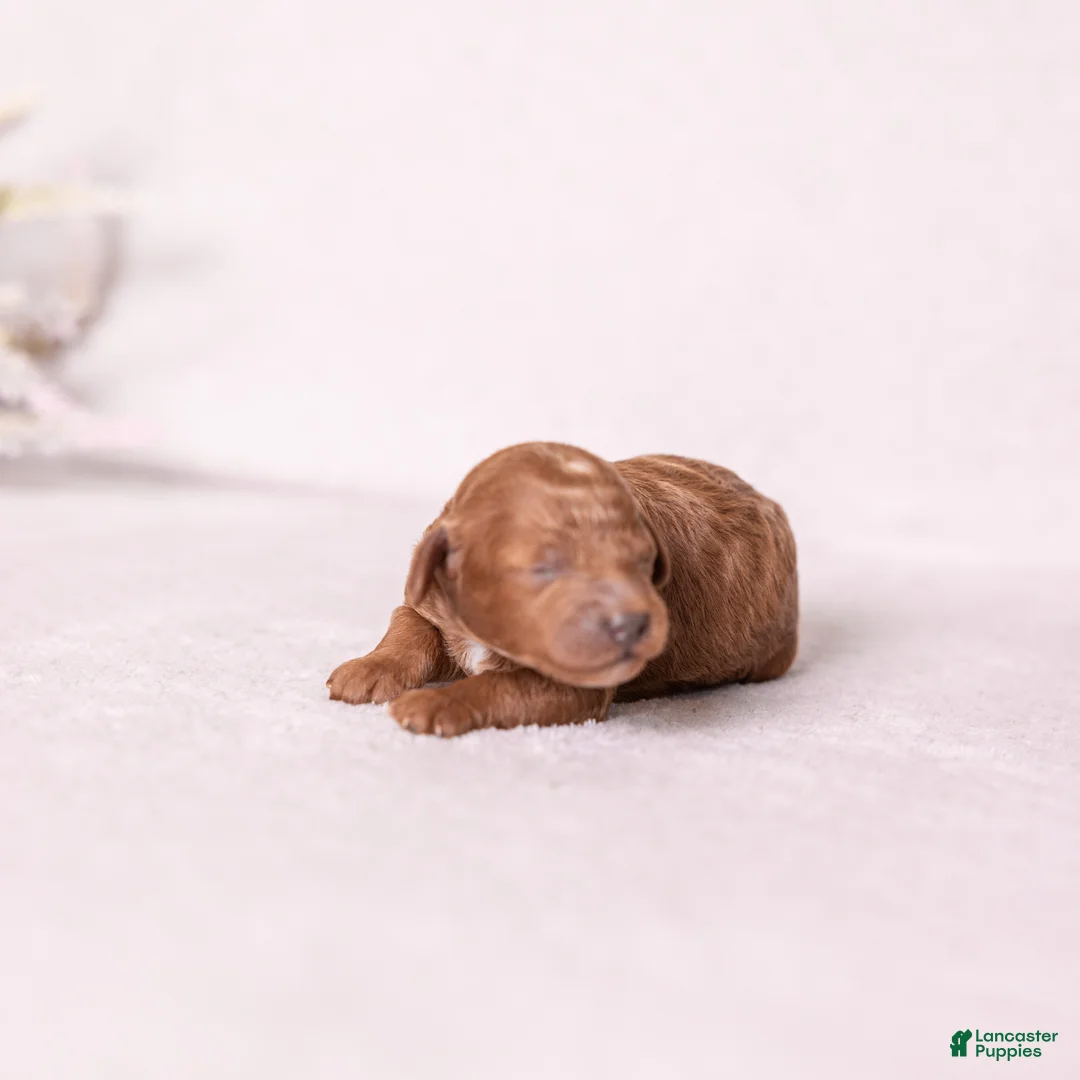 Miniature Poodle dogs for sale: Euphoria  - Ad 2