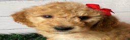 Mini Goldendoodle dogs for sale: Wonder - Ad 3