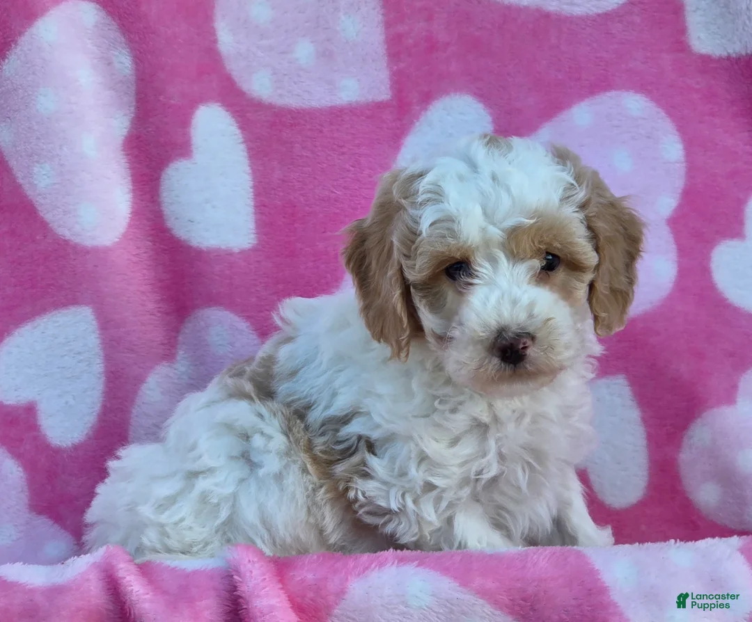 Mini Goldendoodle dogs for sale: Snowball - Ad 2