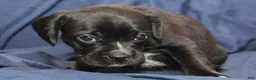 Puggle dogs for sale: Chewy - Ad 52