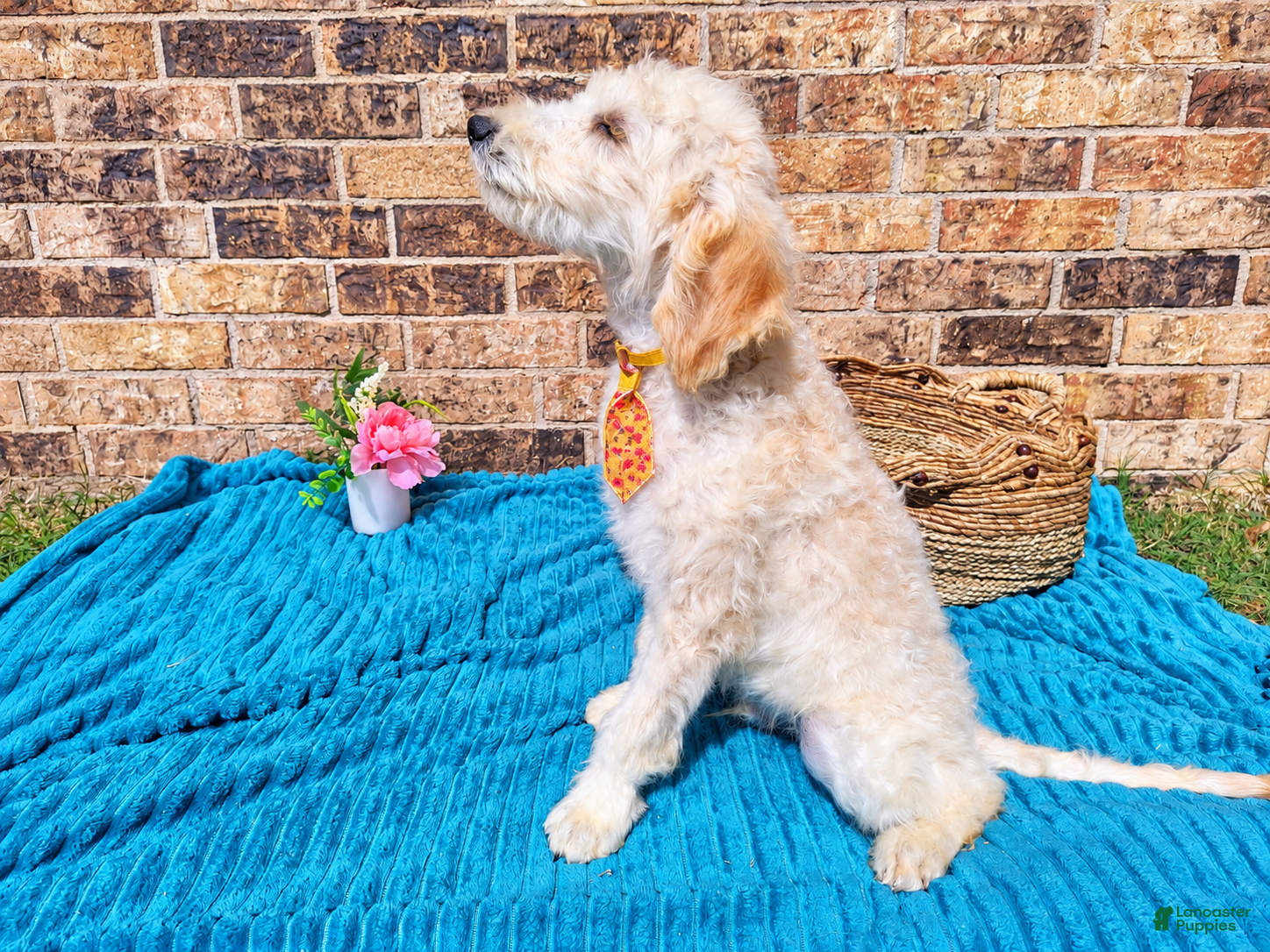 Mini Goldendoodle dogs for sale: Mini Goldendoodle 3 - Ad 2