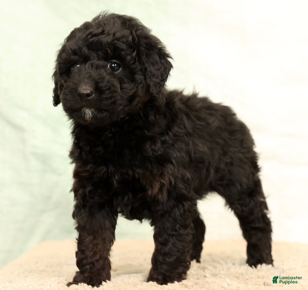 Mini Aussiedoodle dogs for sale: Benny - Ad 2