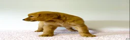 Golden Retriever dogs for sale: Bella - Ad 5