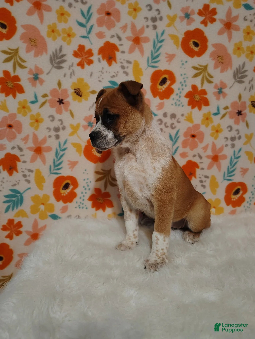 Mixed Breed dogs for sale: Amelia - Ad 8