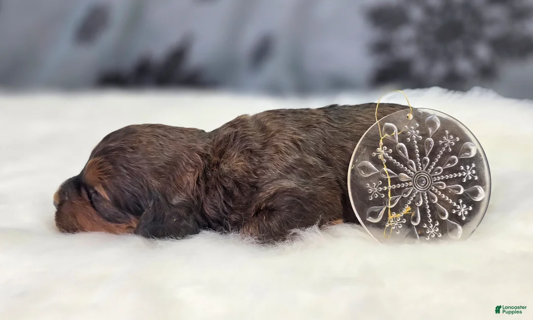 Cockapoo dogs for sale: Nebula - Ad 3