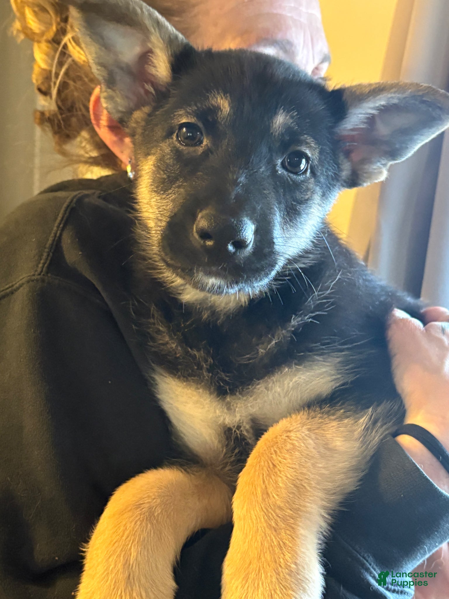 German Shepherd dogs German Shepherd Puppy 6 - Ad 6