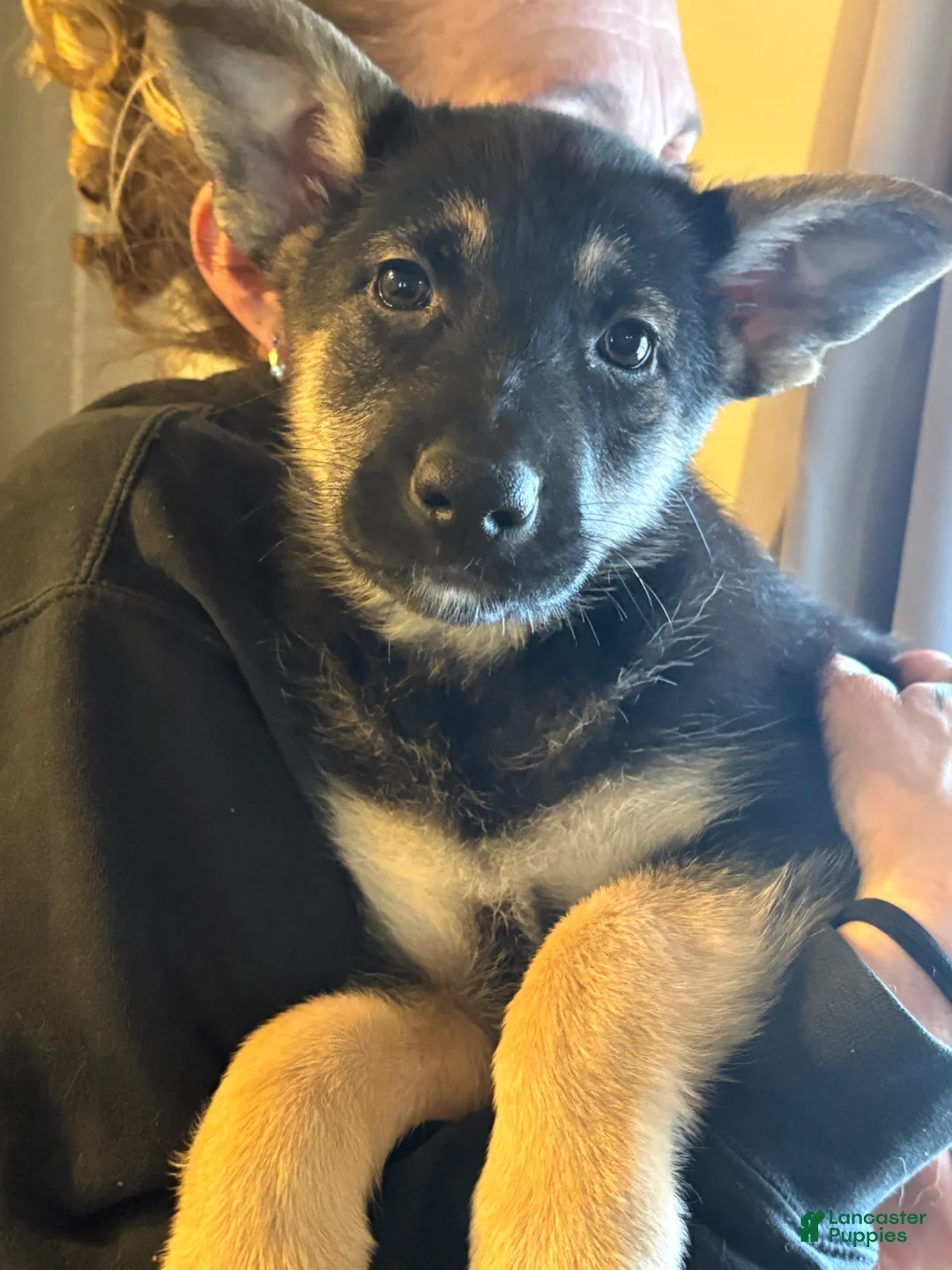 German Shepherd dogs for sale: German Shepherd Puppy 6 - Ad 1