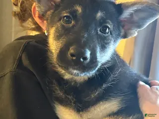 German Shepherd dogs German Shepherd Puppy 6 - Ad 42