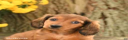 Miniature Dachshund dogs for sale: Dreamer - Ad 5