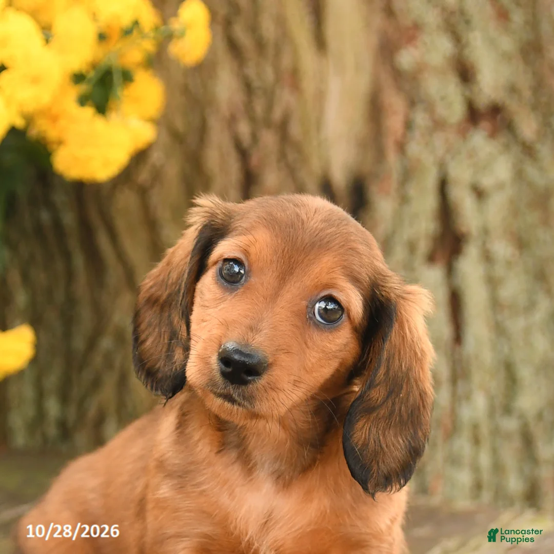 Miniature Dachshund dogs for sale: Dreamer - Ad 5