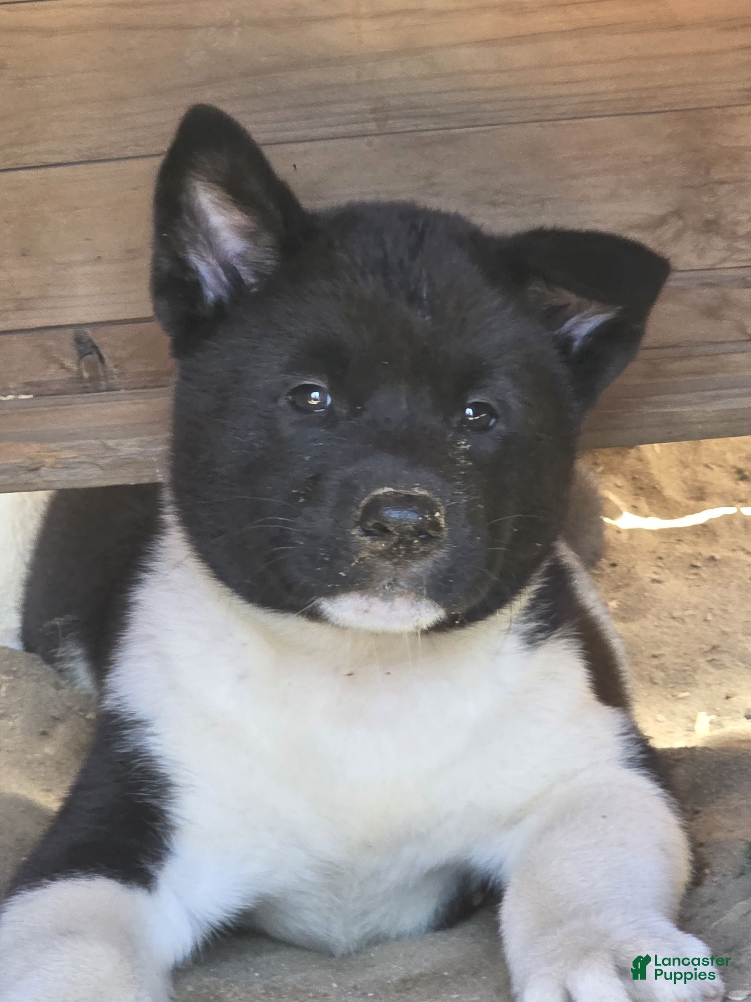 Akita dogs Bella  - Ad 1