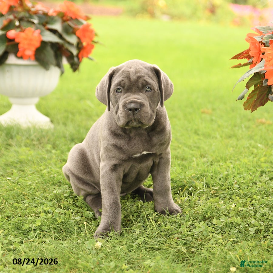 Cane Corso dogs Daffodil - Ad 1