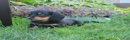 Miniature Dachshund dogs for sale: Vivian  - Ad 37