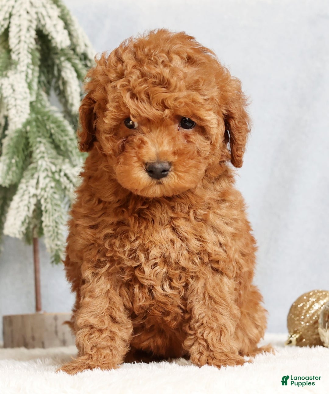 Mini Goldendoodle dogs for sale: Glinda - Ad 2