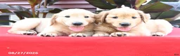 Golden Retriever dogs for sale: Dash - Ad 3
