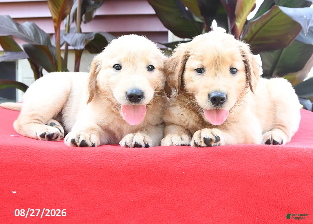 Golden Retriever dogs for sale: Dash - Ad 3