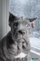 Cane Corso Puppy 1 Kenicky