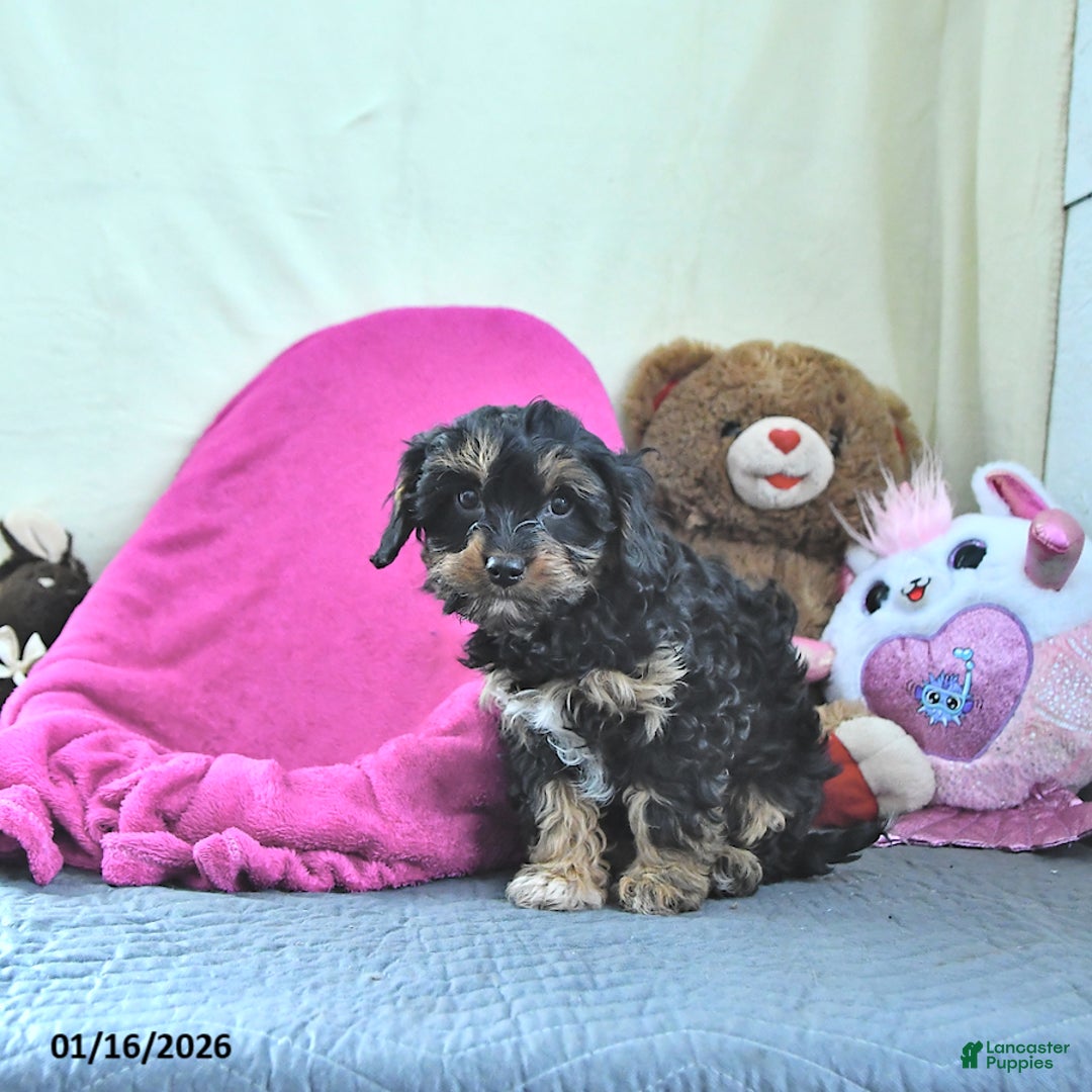 Cavapoo dogs for sale: Ginger - Ad 4