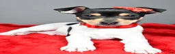 Toy Fox Terrier dogs for sale: Nicky - Ad 7