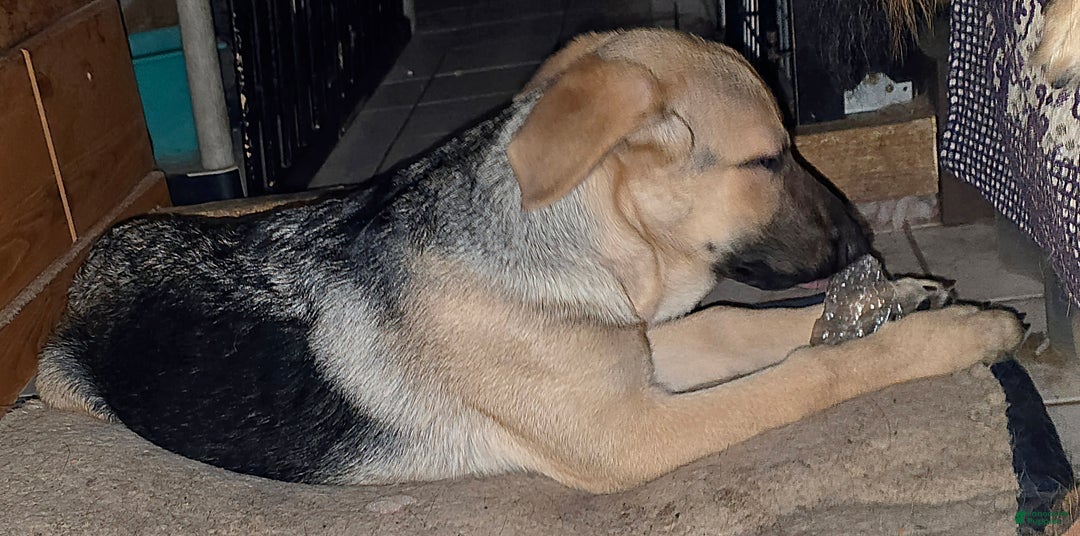 German Shepherd dogs for sale: BABY - Ad 3
